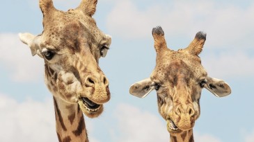 25 Amazing Facts You Didn’t Know About Animals