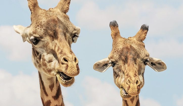 25 Amazing Facts You Didn’t Know About Animals