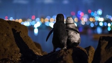 Eşlerini kaybetmiş iki penguenin tesellisi, fotoğraf ödülü getirdi