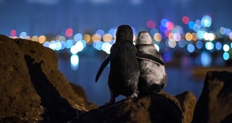 Eşlerini kaybetmiş iki penguenin tesellisi, fotoğraf ödülü getirdi