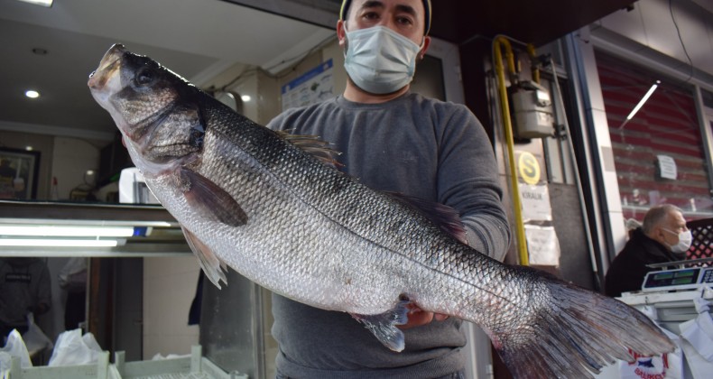 Ağlara takılan 8 kilogramlık levrek rekor fiyata satıldı