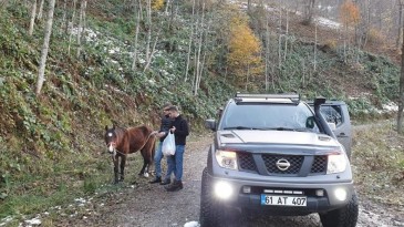 Yaylada ölüme terk edilen at kurtarıldı
