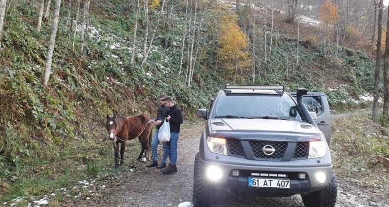 Yaylada ölüme terk edilen at kurtarıldı