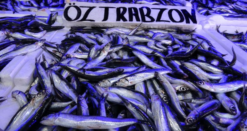 Hamsi, Türkiye’den kaçmaya başladı