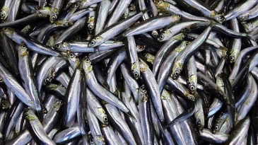 Rize’de 21 ton küçük boy hamsiye el konuldu