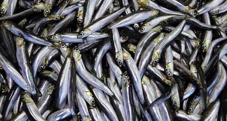 Rize’de 21 ton küçük boy hamsiye el konuldu