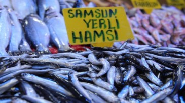 Uzmanlar uyardı: Hamsinin nesli tükenebilir