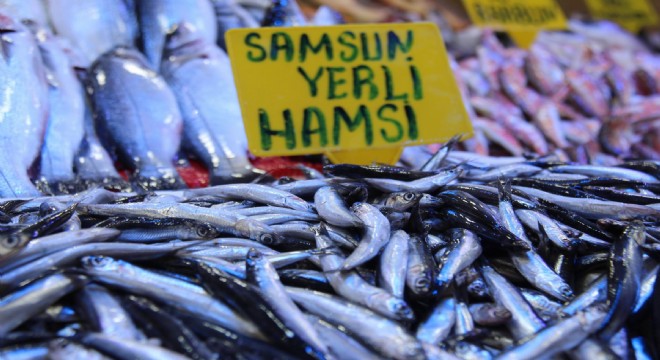Uzmanlar uyardı: Hamsinin nesli tükenebilir