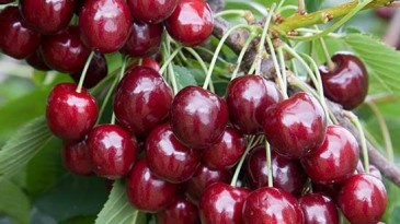 Bilinçsiz kiraz sapı tüketimi toksik etki yapabilir