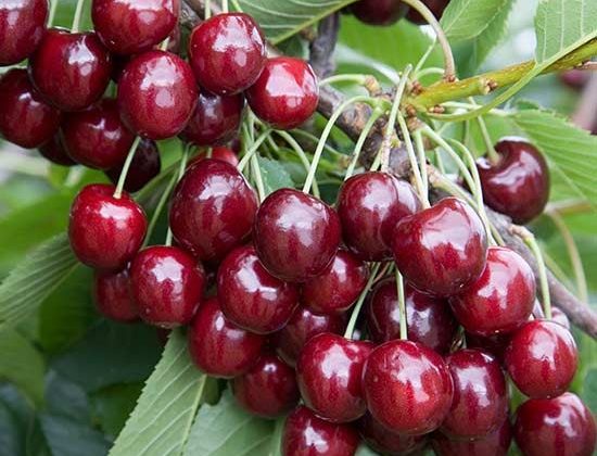 Bilinçsiz kiraz sapı tüketimi toksik etki yapabilir