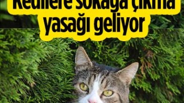 Avustralya’da kedilere sokağa çıkma yasağı