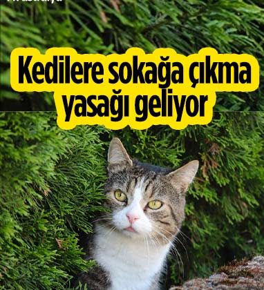 Avustralya’da kedilere sokağa çıkma yasağı