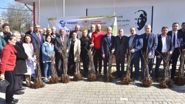 Tekkeköy’de çiftçilere mor patlıcan inciri fidanı dağıtıldı