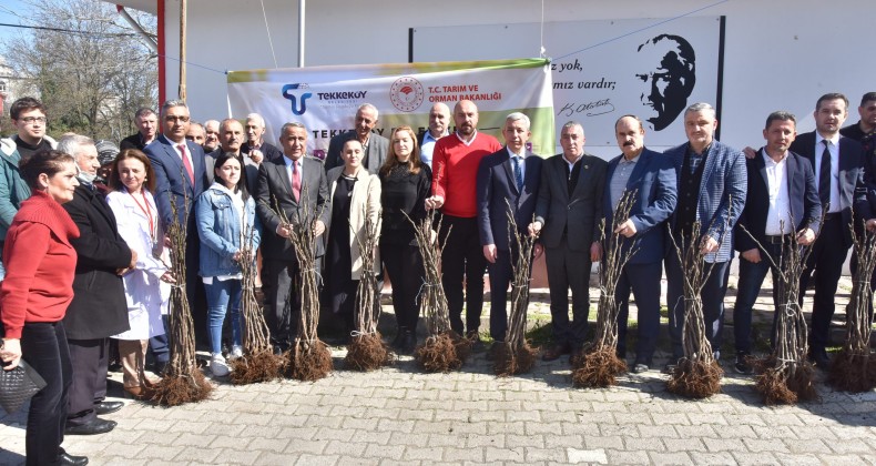 Tekkeköy’de çiftçilere mor patlıcan inciri fidanı dağıtıldı