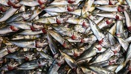 Trabzon’da istavritin 3 kilogramı 100 liradan satışa sunuluyor