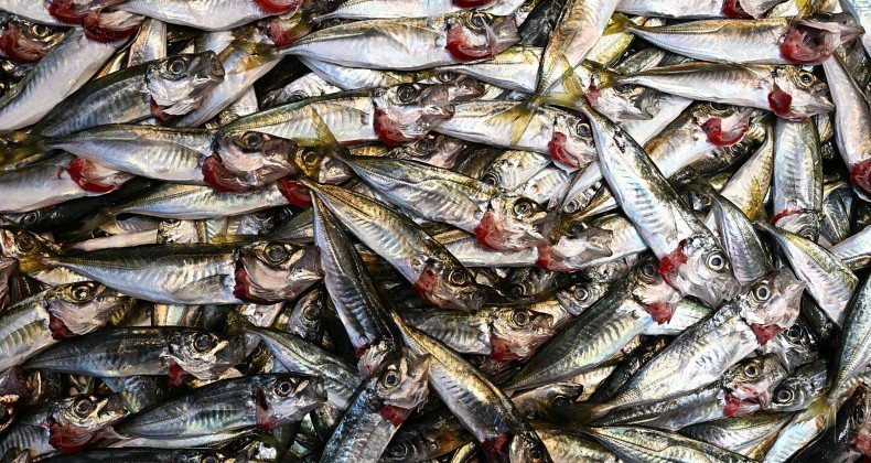 Trabzon’da istavritin 3 kilogramı 100 liradan satışa sunuluyor