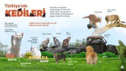 Türkiye’nin “kedileri”