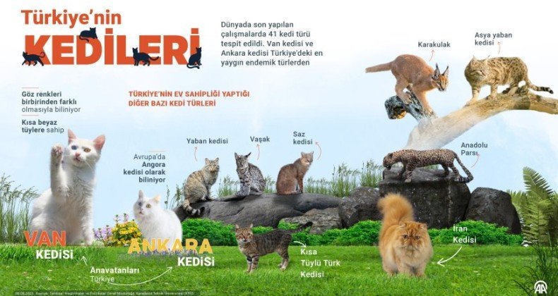 Türkiye’nin “kedileri”