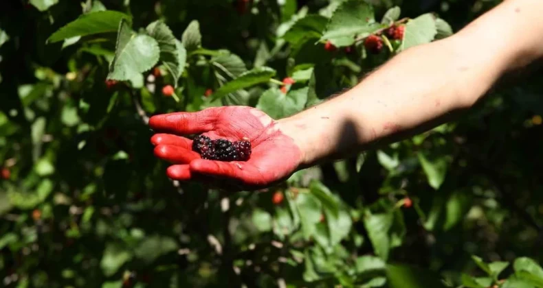 Giresun’da hasadı yapıldı, kilosu 2000 TL! Üreten servet kazanıyor