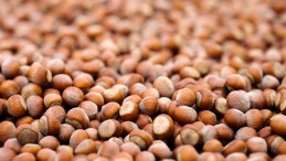 FERRERO, SÜRDÜRÜLEBİLİR FINDIK İÇİN KAYDETTİĞİ GÜÇLÜ İLERLEMEYİ VE YENİ DÖNEM HEDEFLERİNİ AÇIKLADI