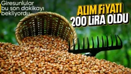 TMO: Giresun kalite fındığın kilosu 200, Levant kalitenin kilosu 195 lira oldu