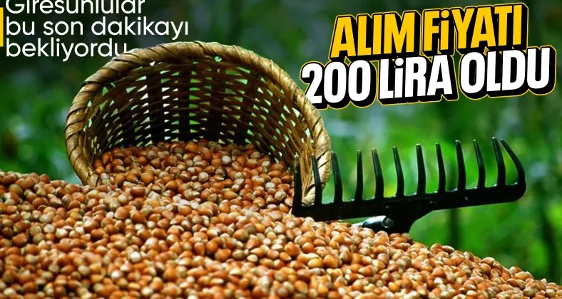 TMO: Giresun kalite fındığın kilosu 200, Levant kalitenin kilosu 195 lira oldu