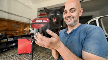 Tamire getirilen otomobilin motor kısmından çıkarılan kediyi usta sahiplendi