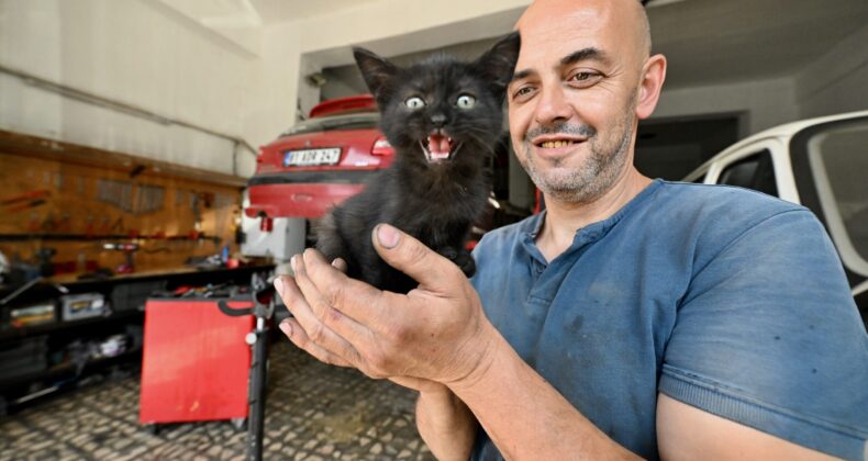 Tamire getirilen otomobilin motor kısmından çıkarılan kediyi usta sahiplendi