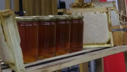 Kilosu dudak uçuklatıyor: Dünyanın en pahalı balı olarak Guinness’e girdi
