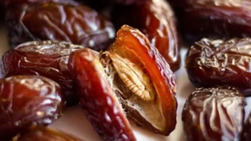 Hurma çekirdeklerini şimdiden biriktirin, kahve gibi için…